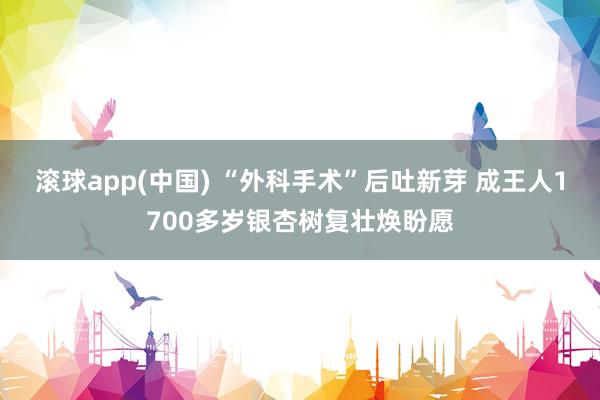 滚球app(中国) “外科手术”后吐新芽 成王人1700多岁银杏树复壮焕盼愿