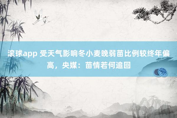 滚球app 受天气影响冬小麦晚弱苗比例较终年偏高，央媒：苗情若何追回