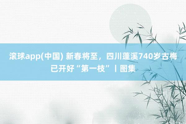 滚球app(中国) 新春将至，四川蓬溪740岁古梅已开好“第一枝”丨图集